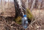 Brezina voda-sok koji se sakuplja svakog proleća
