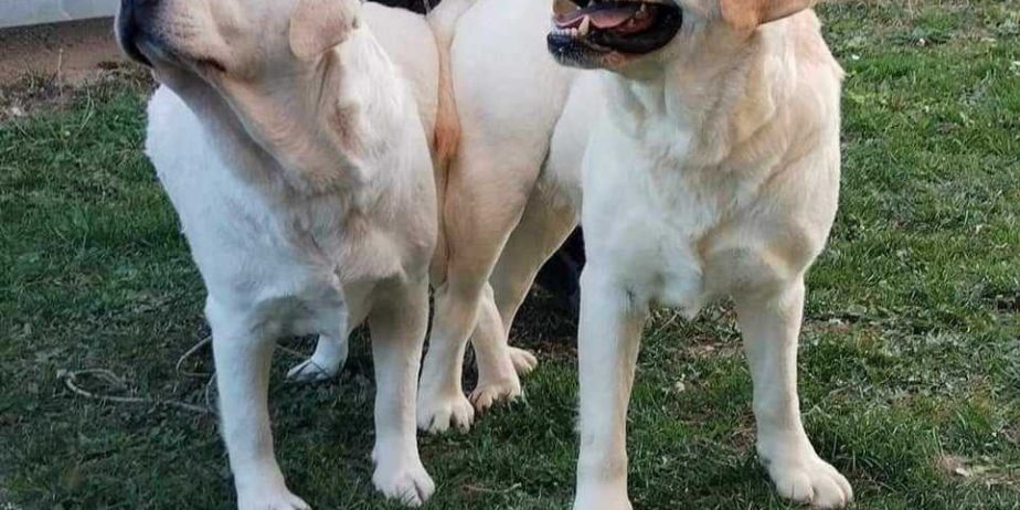 Labrador retriver štenci