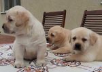 Labrador Retriver vrhunski štenci