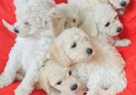 Srednje PUDLE – prelepi štenci na prodaju