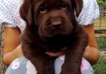 Labrador retriver, čokoladni štenci