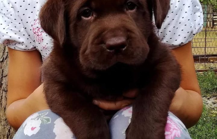Labrador retriver, čokoladni štenci