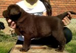 Labrador retriver, čokoladni štenci
