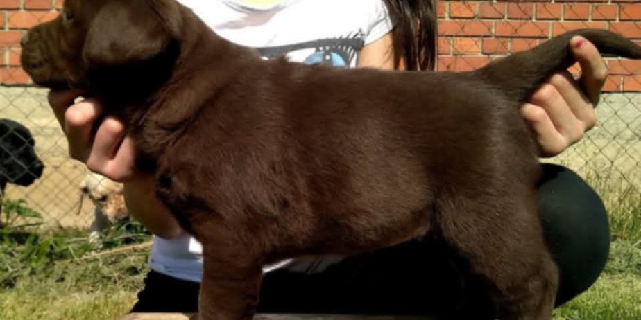 Labrador retriver, čokoladni štenci