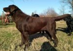 Labrador retriver, čokoladni štenci
