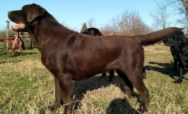 Labrador retriver, čokoladni štenci