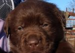 Labrador retriver, čokoladni štenci