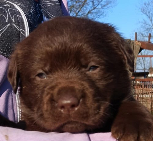 Labrador retriver, čokoladni štenci
