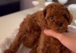 Teddy bear toy PUDLE – malene, prelepe