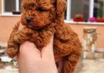 Teddy bear toy PUDLE – malene, prelepe