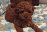 Teddy bear toy PUDLE – malene, prelepe
