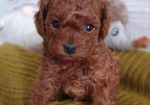 Teddy bear toy PUDLE – malene, prelepe