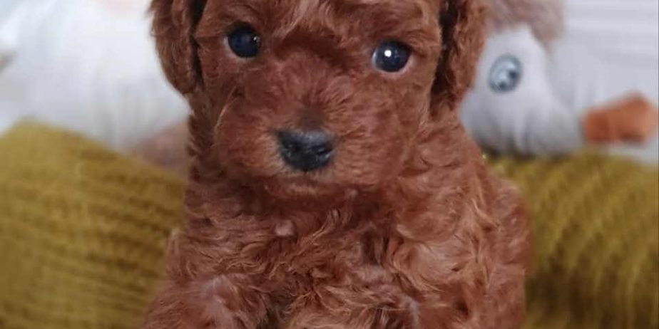 Teddy bear toy PUDLE – malene, prelepe