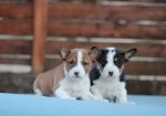 Basenji stenci