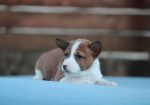 Basenji stenci