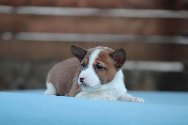 Basenji stenci