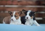 Basenji stenci