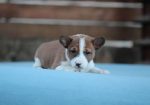 Basenji stenci