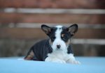 Basenji stenci