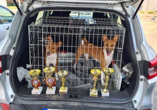 Basenji stenci