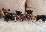 Basenji stenci