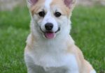 Velski korgi/Welsh Corgi Pembroke