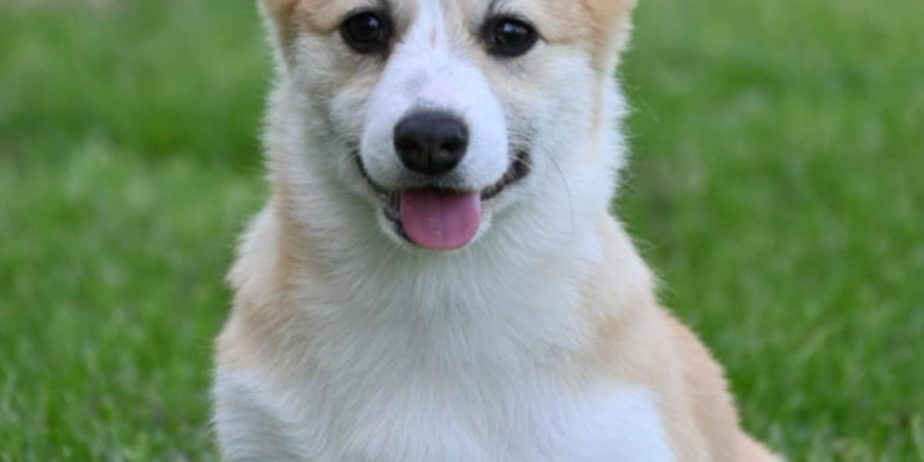 Velski korgi/Welsh Corgi Pembroke