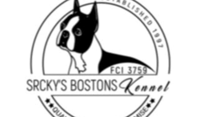 Boston terijer stenci