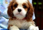 Cavalier King Charles španiel – blenheim i tricolor