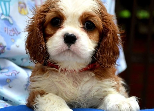 Cavalier King Charles španiel – blenheim i tricolor