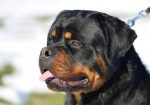 Stenci Rotvajlera Sampionskog Porekla