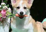 Velski korgi/Welsh Corgi Pembroke