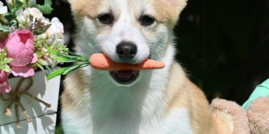 Velski korgi/Welsh Corgi Pembroke