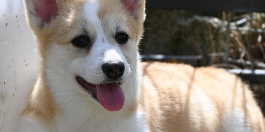 Velski korgi/Welsh Corgi Pembroke