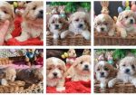 Maltipoo štenci