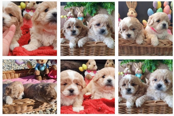 Maltipoo štenci