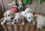 Maltipoo štenci