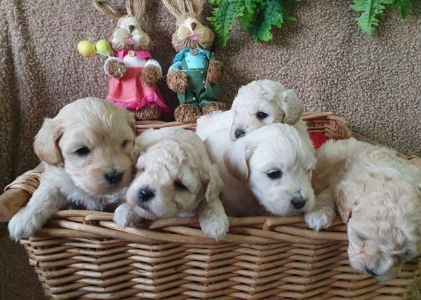 Maltipoo štenci