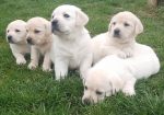 Prelepi, čistokrvni štenci labradora