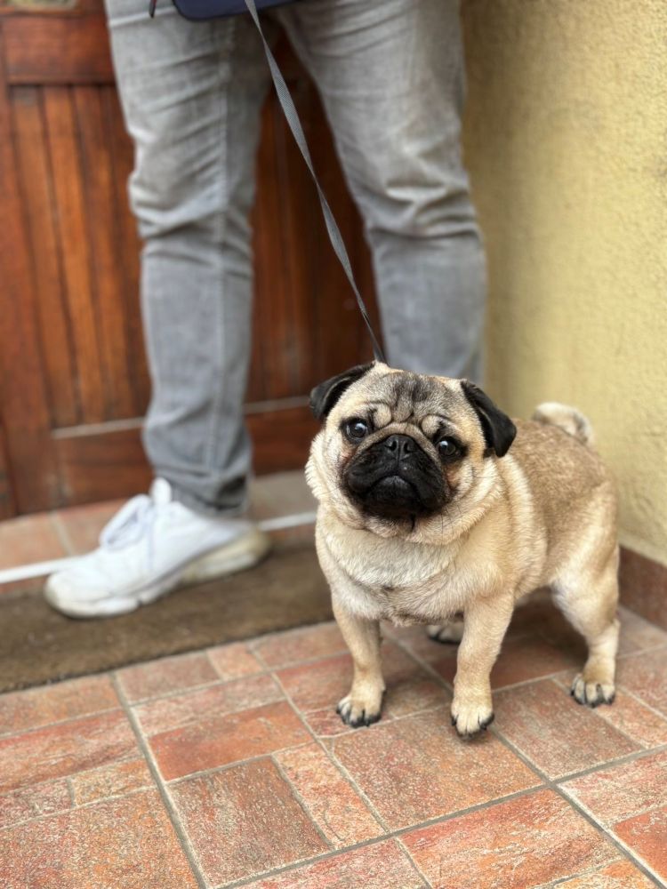 Mops