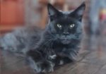 Maine Coon mačići