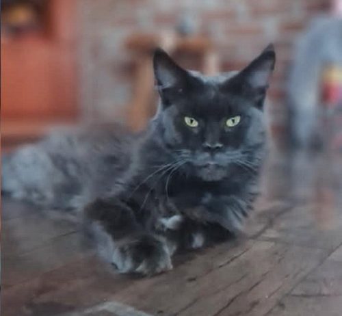 Maine Coon mačići