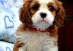 Cavalier King Charles španiel – blenheim i tricolor