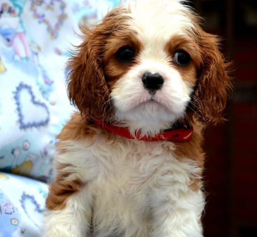 Cavalier King Charles španiel – blenheim i tricolor