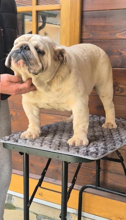 Engleski buldog, muzijak