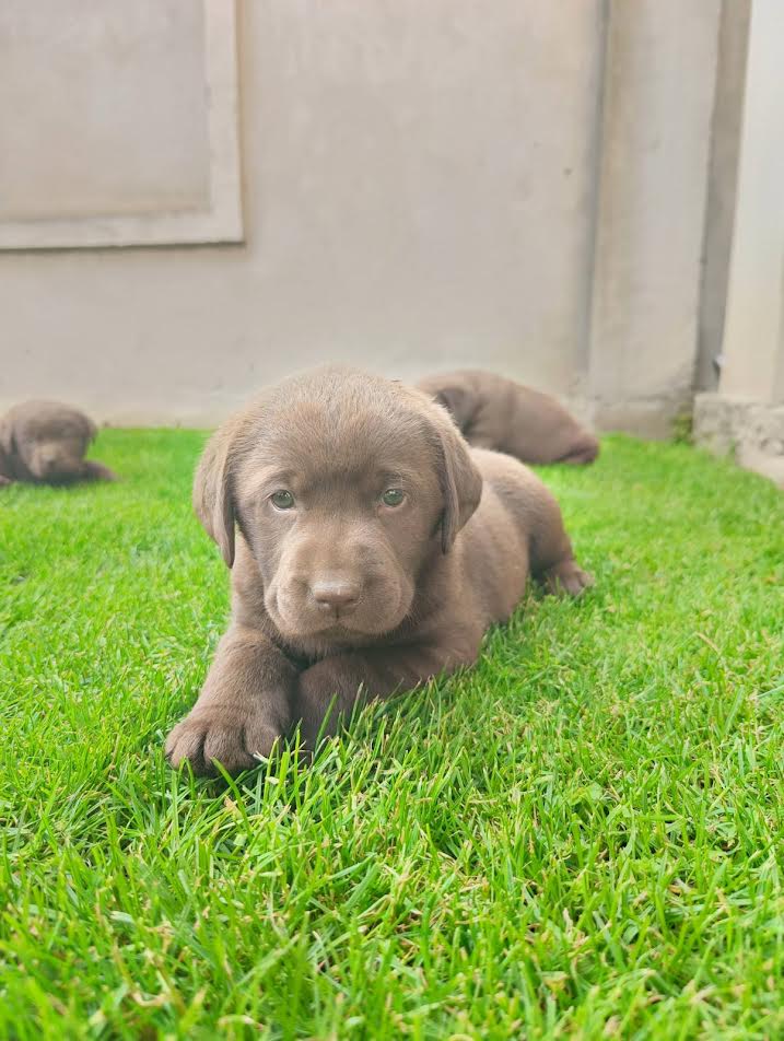 Labrador retriver