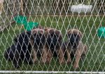 Cane Corso Kane Korso TOP KVALITET