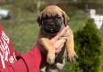 Cane Corso Kane Korso TOP KVALITET