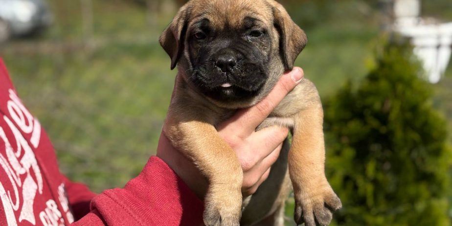 Cane Corso Kane Korso TOP KVALITET
