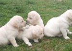 Prelepi, čistokrvni štenci labradora